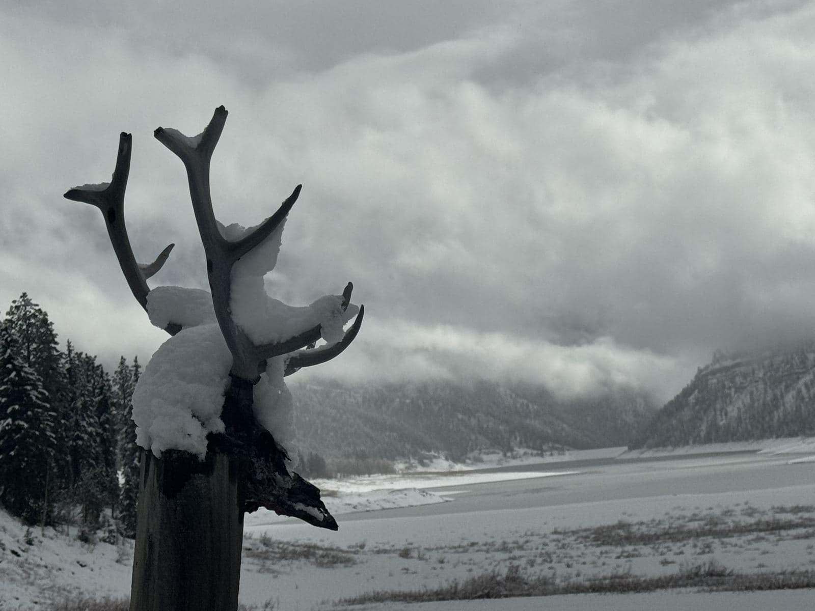 Winter Antler Sculpture Snow