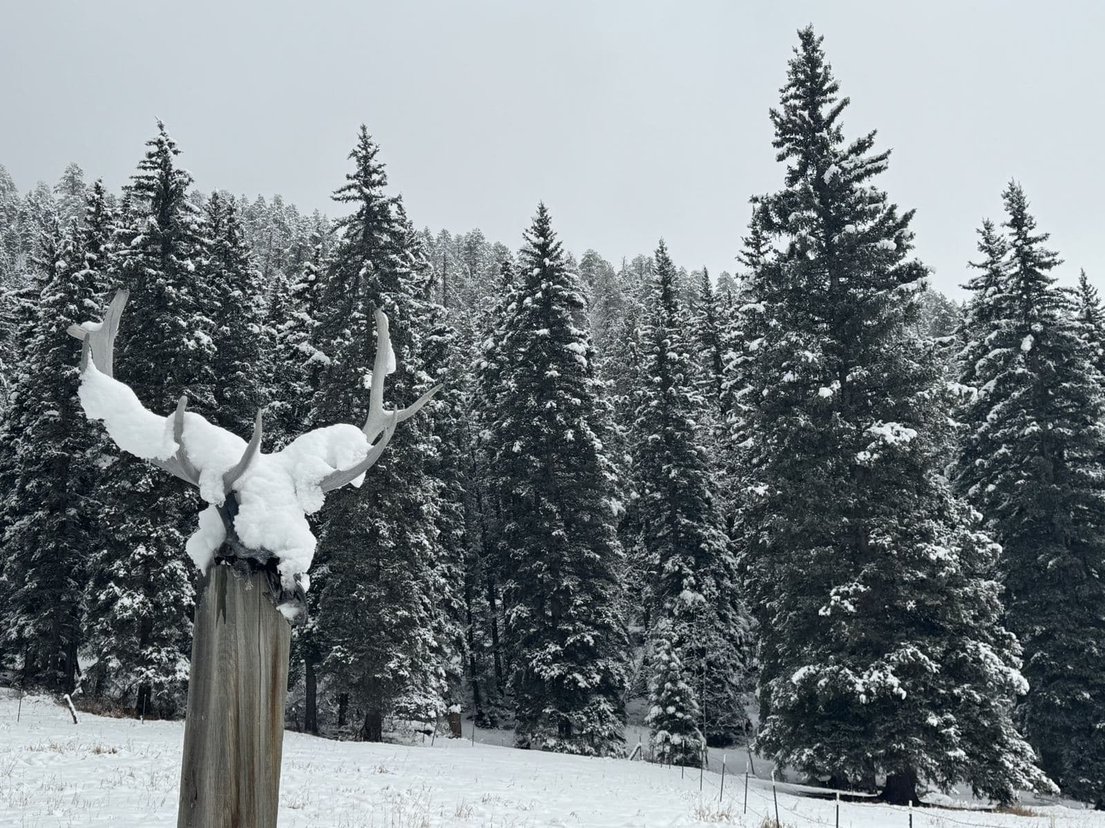 Winter Antler Sculpture Snow