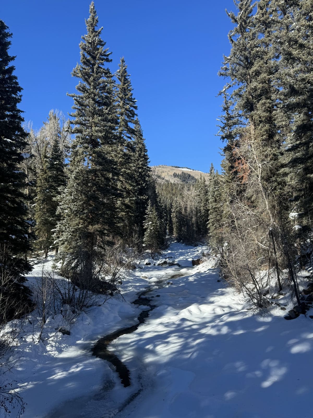 Winter Forest Creek