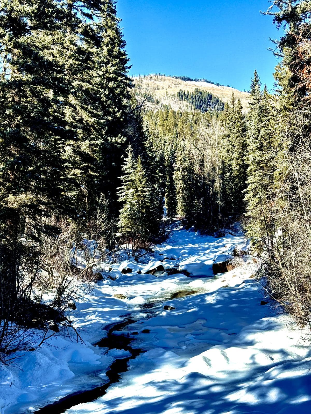 Winter Forest Creek