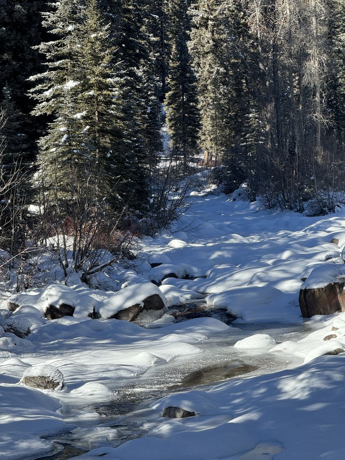 Winter Forest Creek