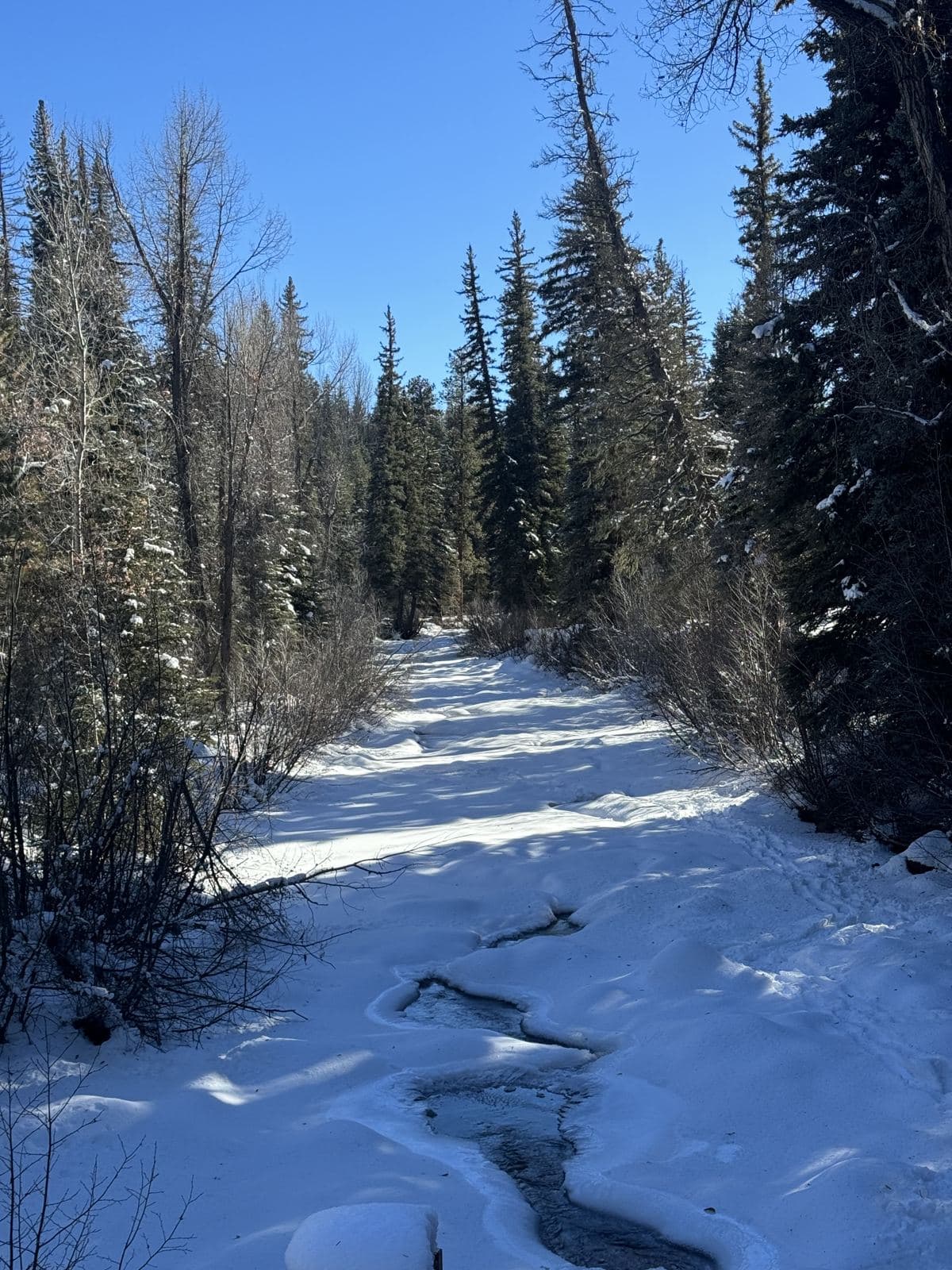 Winter Forest Creek