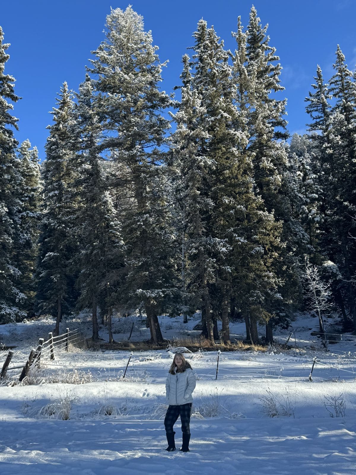 Winter Snowy Pines